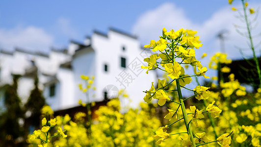 春天油菜花开背景