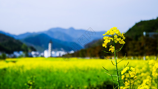 春天自然风景江南春季油菜花田背景