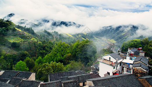 江南春季油菜花田背景图片