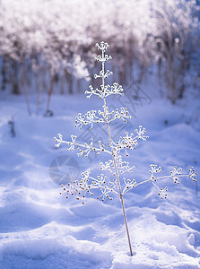 冬天美丽的雪景一棵小树背景图片