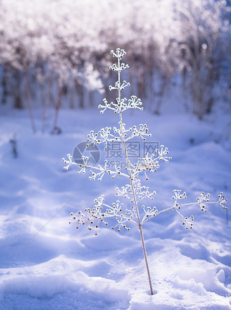冬天美丽的雪景一棵小树图片