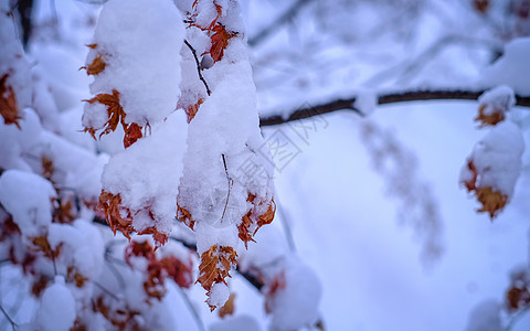 浪漫雪景冬天浪漫的雪景背景