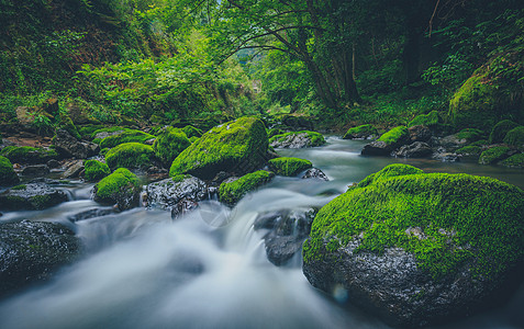 溪水与青苔图片