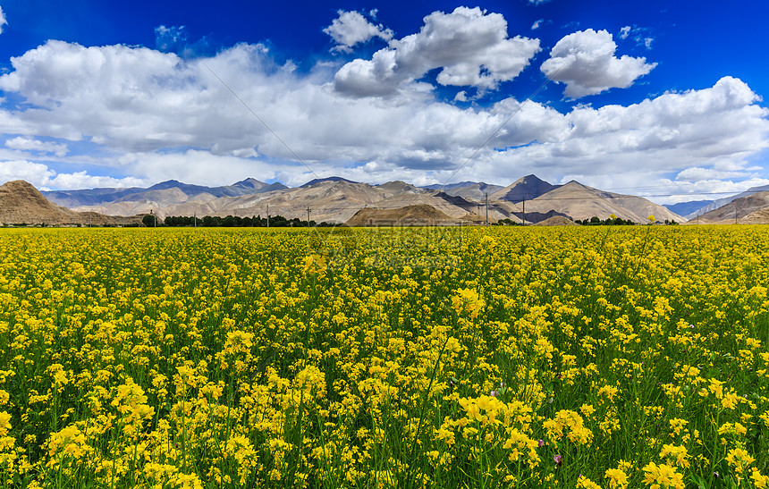 西藏油菜花图片