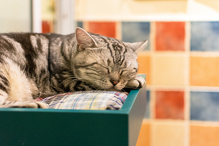 趴着的猫咪趴在桌子上的猫咪背景背景