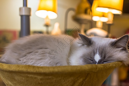 台灯特写睡眠中的猫咪背景背景