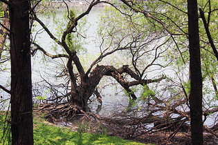 湖边折断的柳树图片