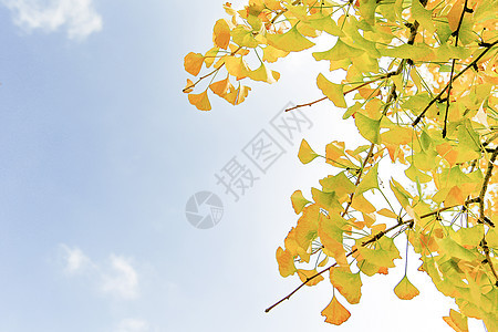 阳光下的银杏树色彩高清图片素材
