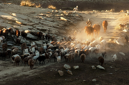新疆阿勒泰牧业转场图片