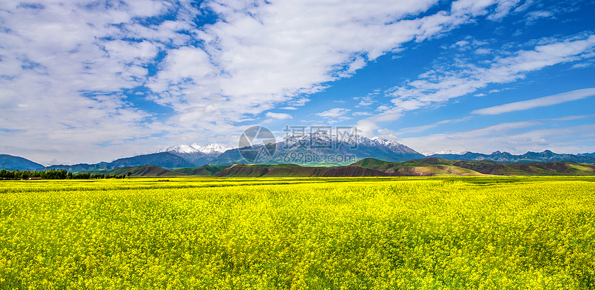 雪山油菜花图片