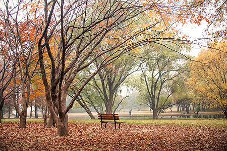 上海共青森林公园秋色图高清图片