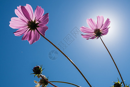 太阳菊花朵背景