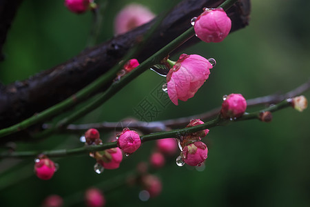 梅花饱经风霜背景图片