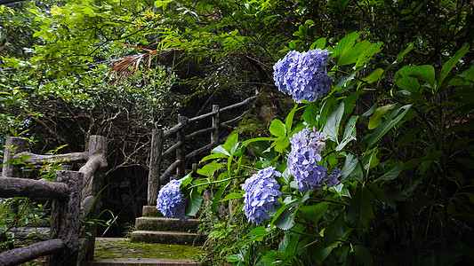 绣球花边框庭院中的绣球花鲜花和绿植背景