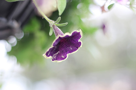 紫色牵牛花紫色喇叭花高清图片