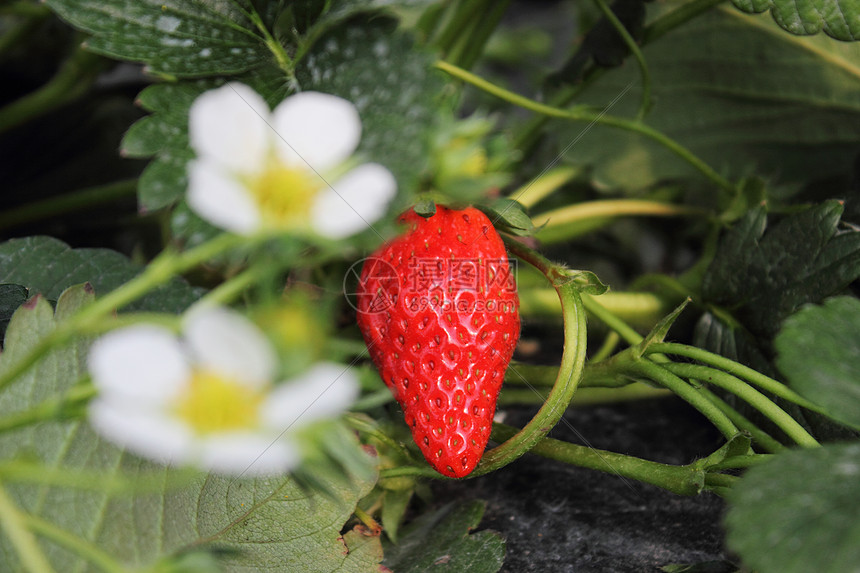 园里的草莓图片