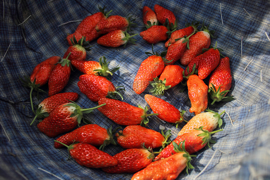 采摘的草莓图片