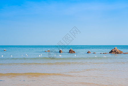 海浪海鸥秋天青岛海边的礁石和海鸥背景