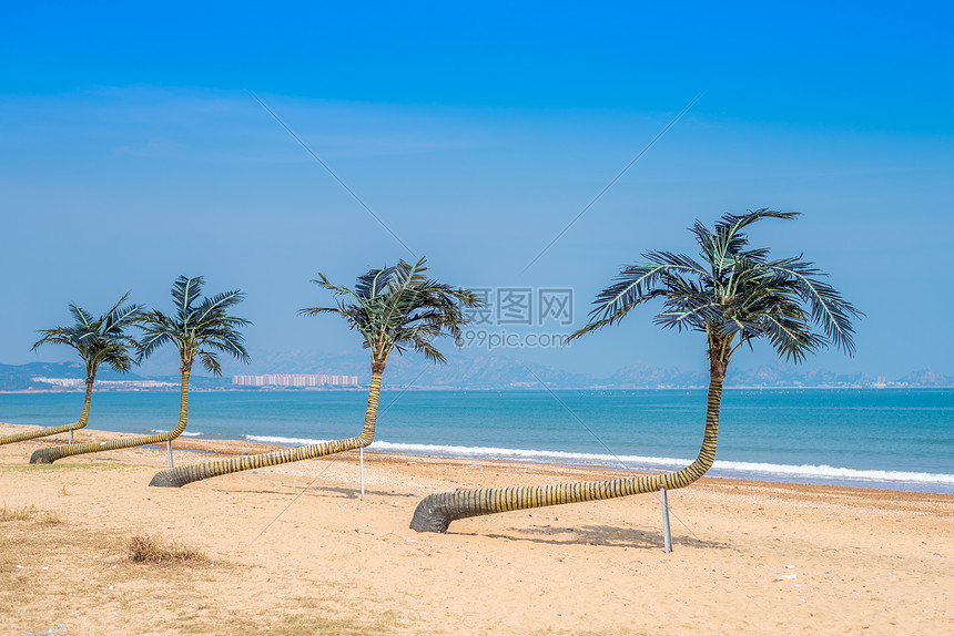 青岛海滨沙滩上的椰树图片
