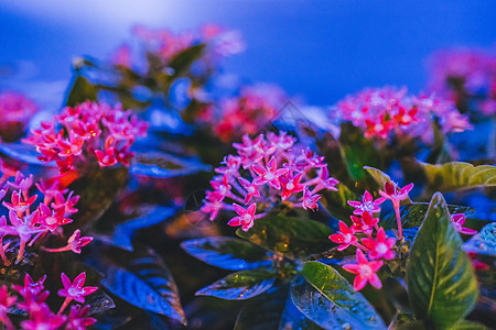 夜景花草植物光斑图片