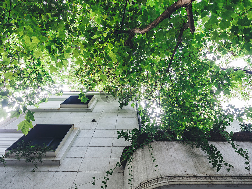 绿色植物建筑图片