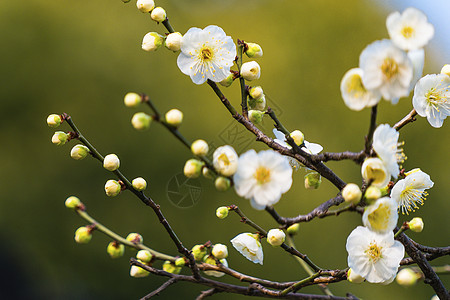 梅花背景图片