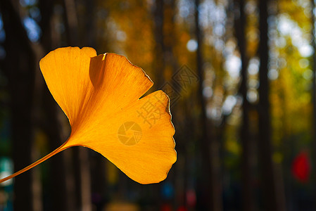 秋天金黄色银杏树叶特写背景图片