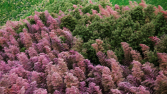 江郎山——世界唯一一处粉色竹林图片