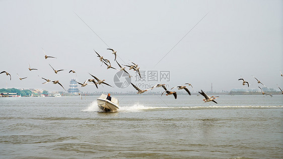 盐城大纵湖游艇大雁图片