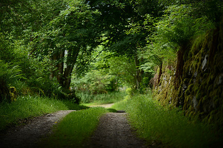 幽深的英格兰乡村林间道路图片