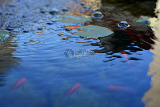 水里的鱼图片