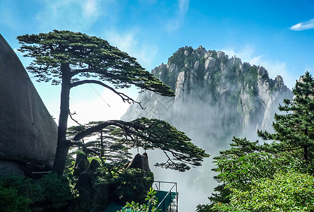 松树卡通黄山迎客松背景