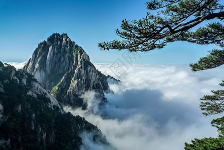 黄山云海陡峭松树谷高清图片