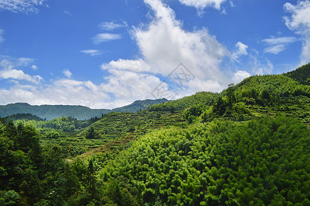 千岛湖森林氧吧丽水绿色森林氧吧背景