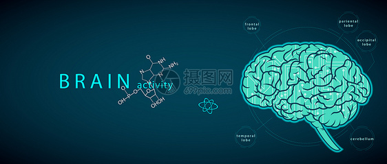 大脑活动图片