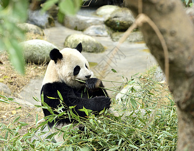 熊猫成都大熊猫基地高清图片素材