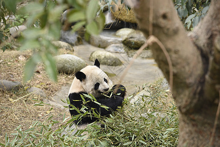 熊猫背景图片