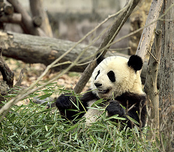 熊猫动物高清图片素材