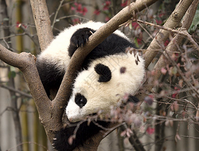 熊猫背景图片