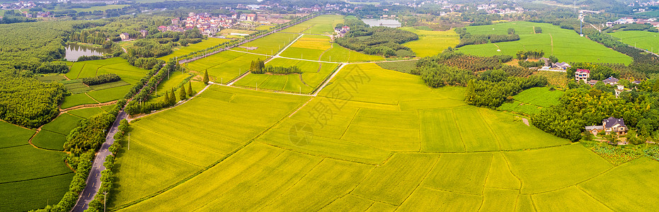 丰收稻田航拍田野背景