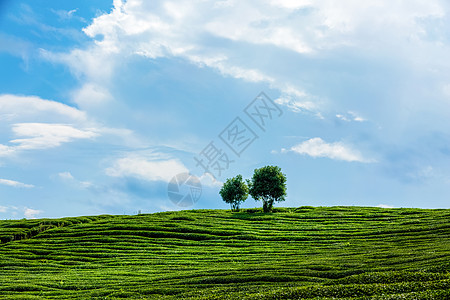 茶园的树晴朗的天空天晴高清图片