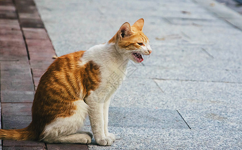 可爱的猫咪背景图片