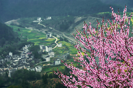 粉色桃花树山坡上的桃花树与远方的小村庄背景