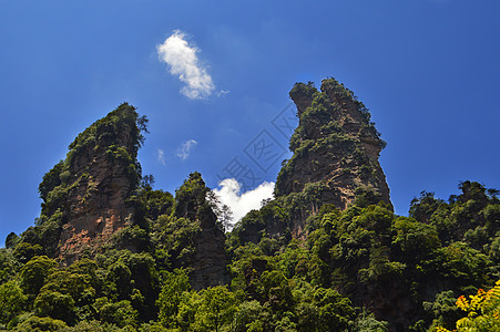 张家界十里画廊牛角蜂背景