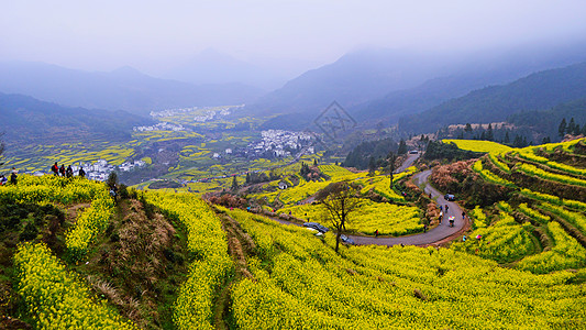 梯田油菜花婺源油菜花梯田背景