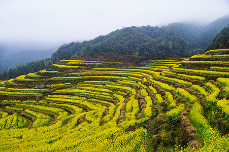 梯田油菜花婺源油菜花梯田背景