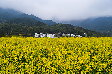 婺源江湾油菜花图片