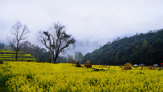 婺源江湾油菜花图片