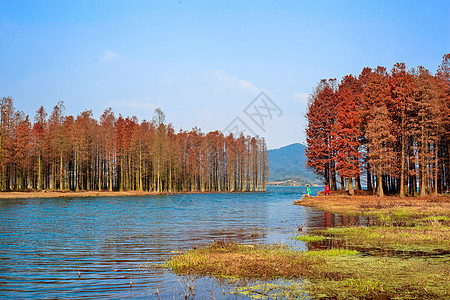 四明湖红杉林图片