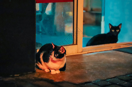 路边的猫咪夜猫子野猫高清图片